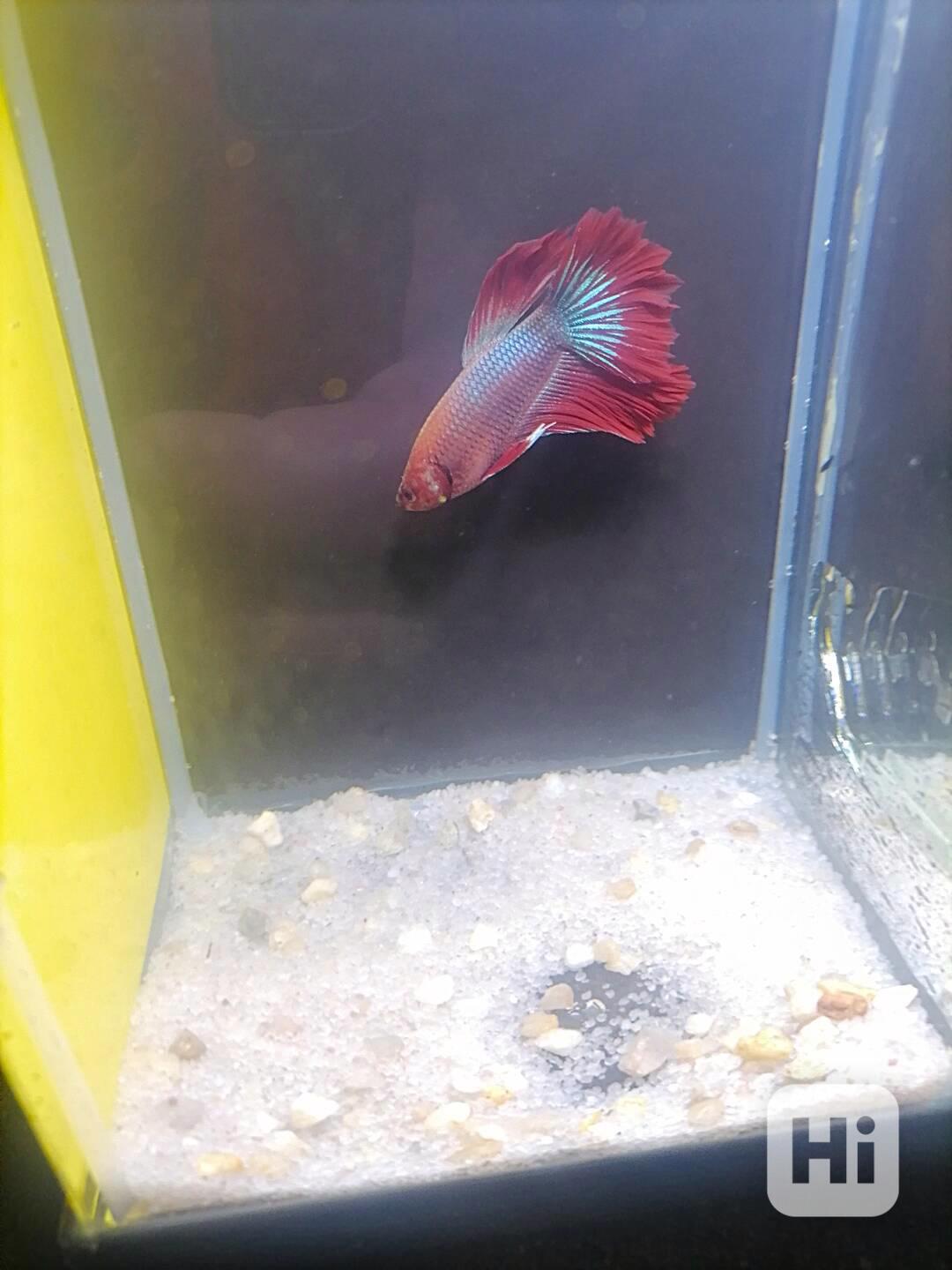 Betta Bojovnice/Betta splendens - odchov - foto 1