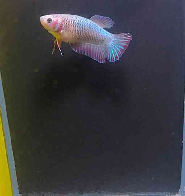 Betta Bojovnice/Betta splendens - odchov - foto 7