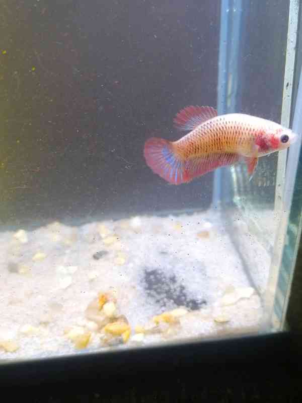 Betta Bojovnice/Betta splendens - odchov - foto 6