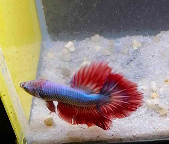 Betta Bojovnice/Betta splendens - odchov - foto 4