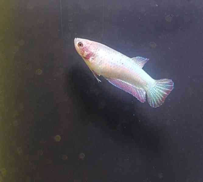 Betta Bojovnice/Betta splendens - odchov - foto 5