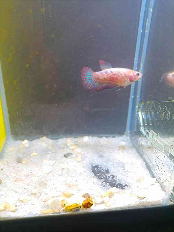 Betta Bojovnice/Betta splendens - odchov - foto 8