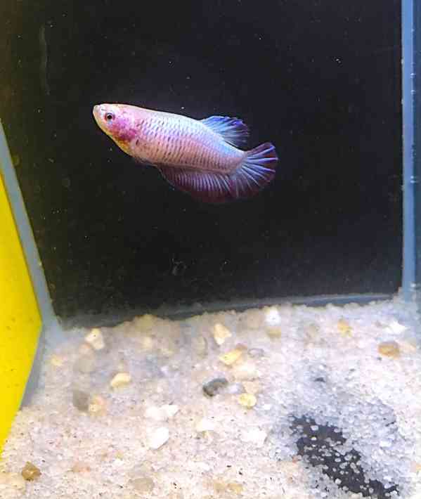 Betta Bojovnice/Betta splendens - odchov - foto 9