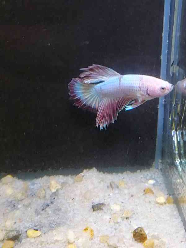 Betta Bojovnice/Betta splendens - odchov - foto 2