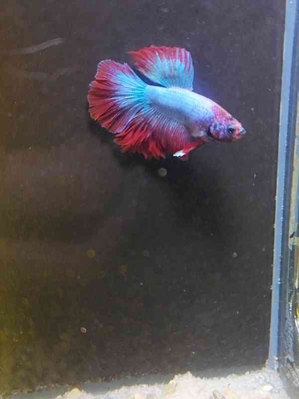 Betta Bojovnice/Betta splendens - odchov - foto 3
