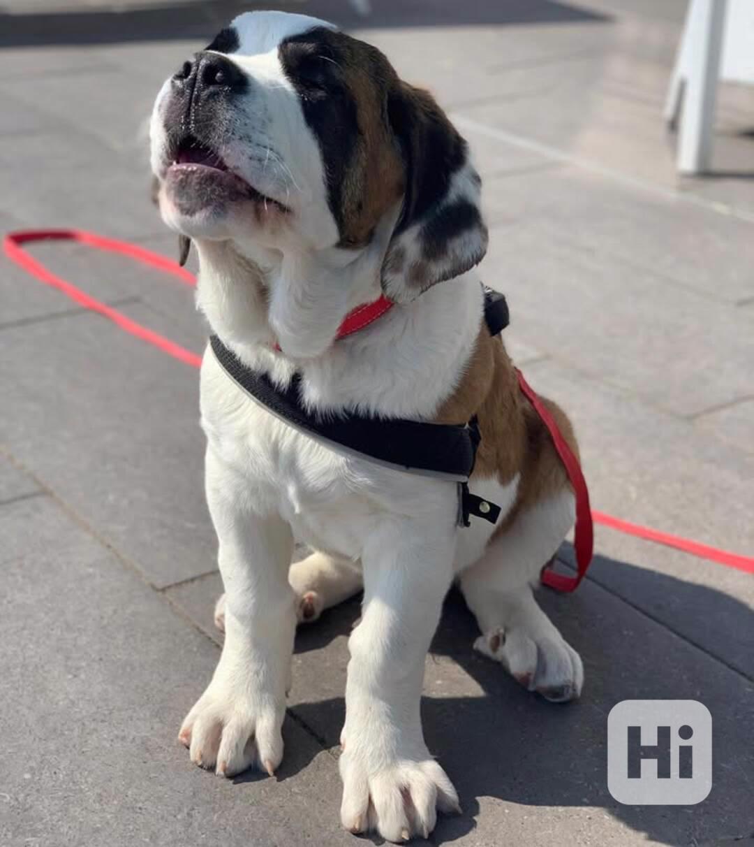 Štěně bernardina potřebuje nový domov  - foto 1