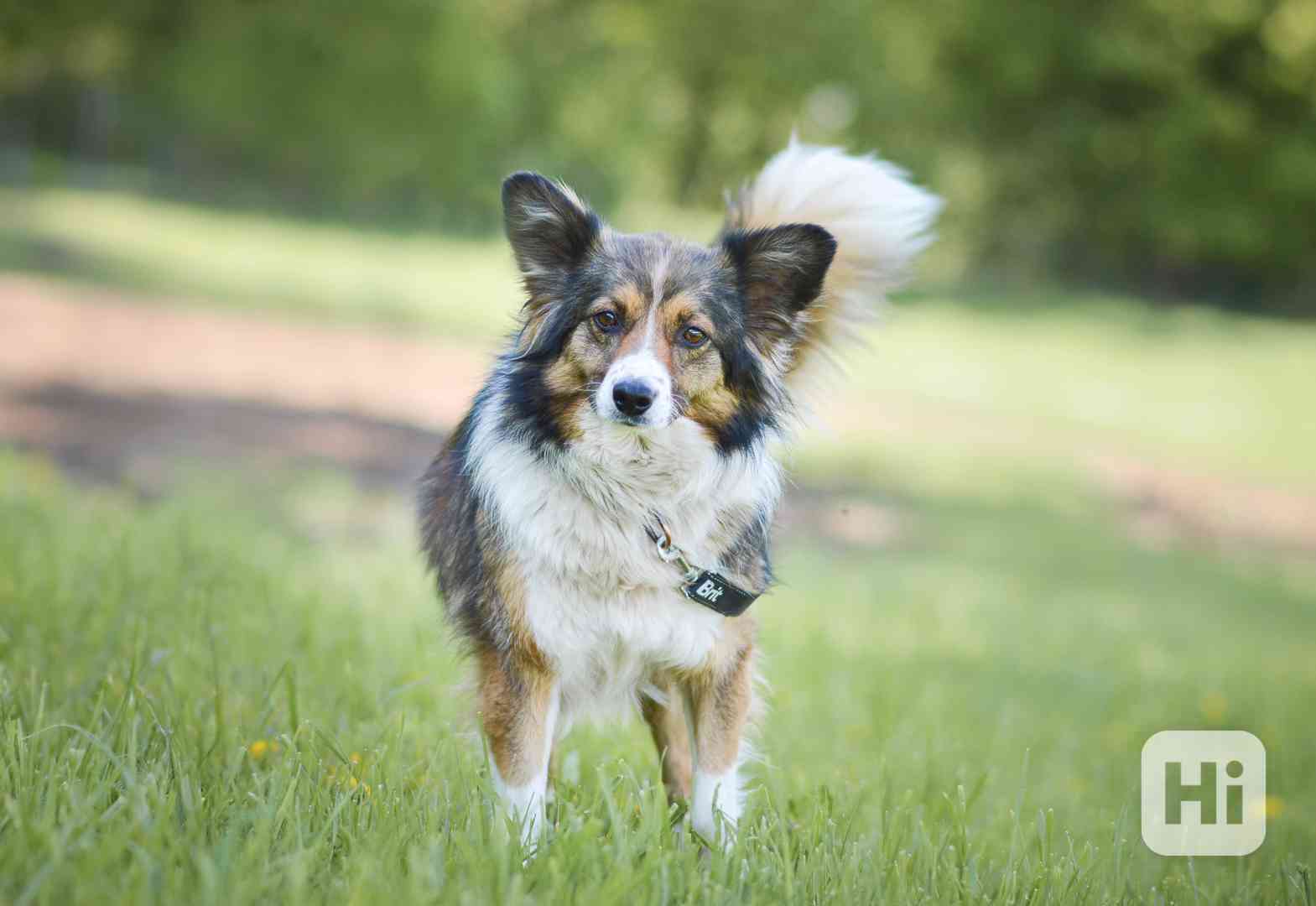 Locika - kříženec, mladá aktivní fenka, 4 roky - foto 1