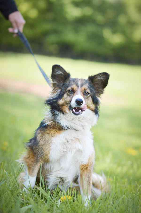 Locika - kříženec, mladá aktivní fenka, 4 roky - foto 3