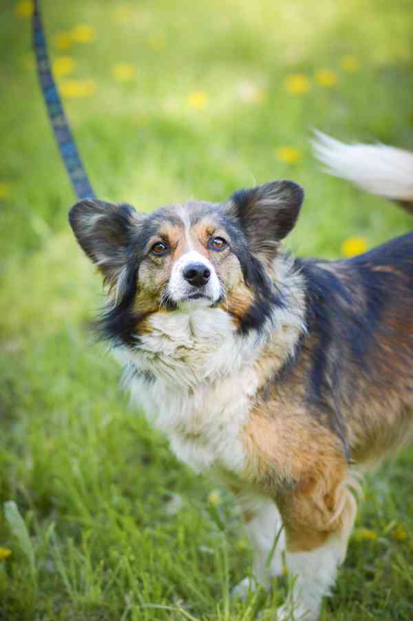 Locika - kříženec, mladá aktivní fenka, 4 roky - foto 2