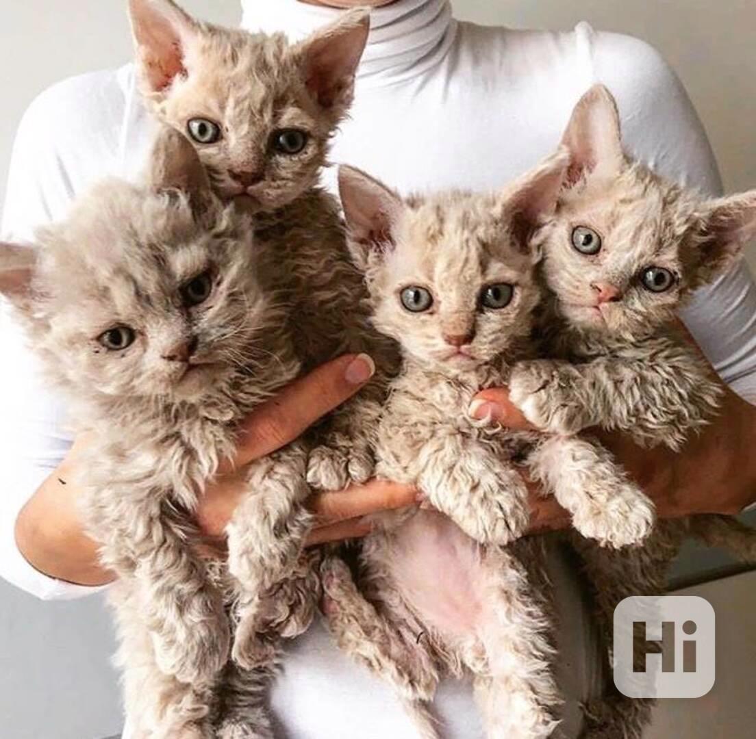 kotě devon rex - foto 1