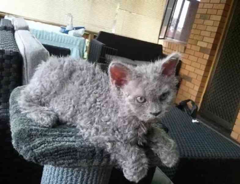 kotě devon rex - foto 3