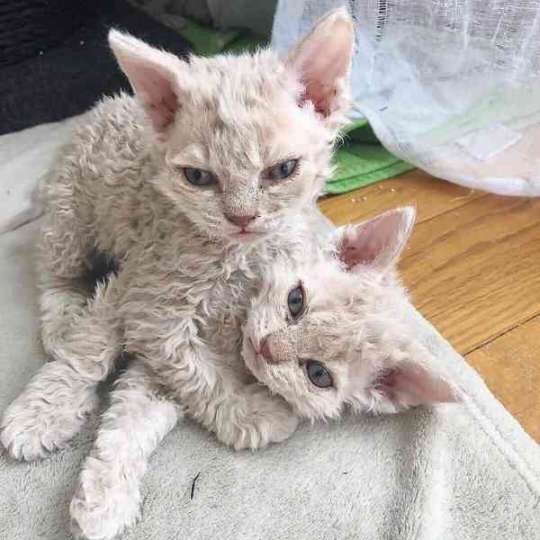 kotě devon rex - foto 2
