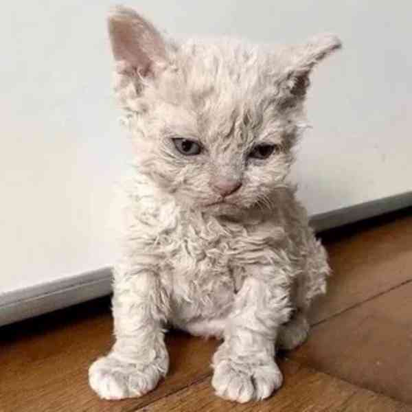 kotě devon rex - foto 4