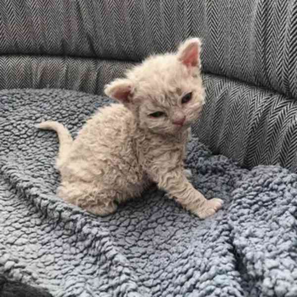 kotě devon rex - foto 6