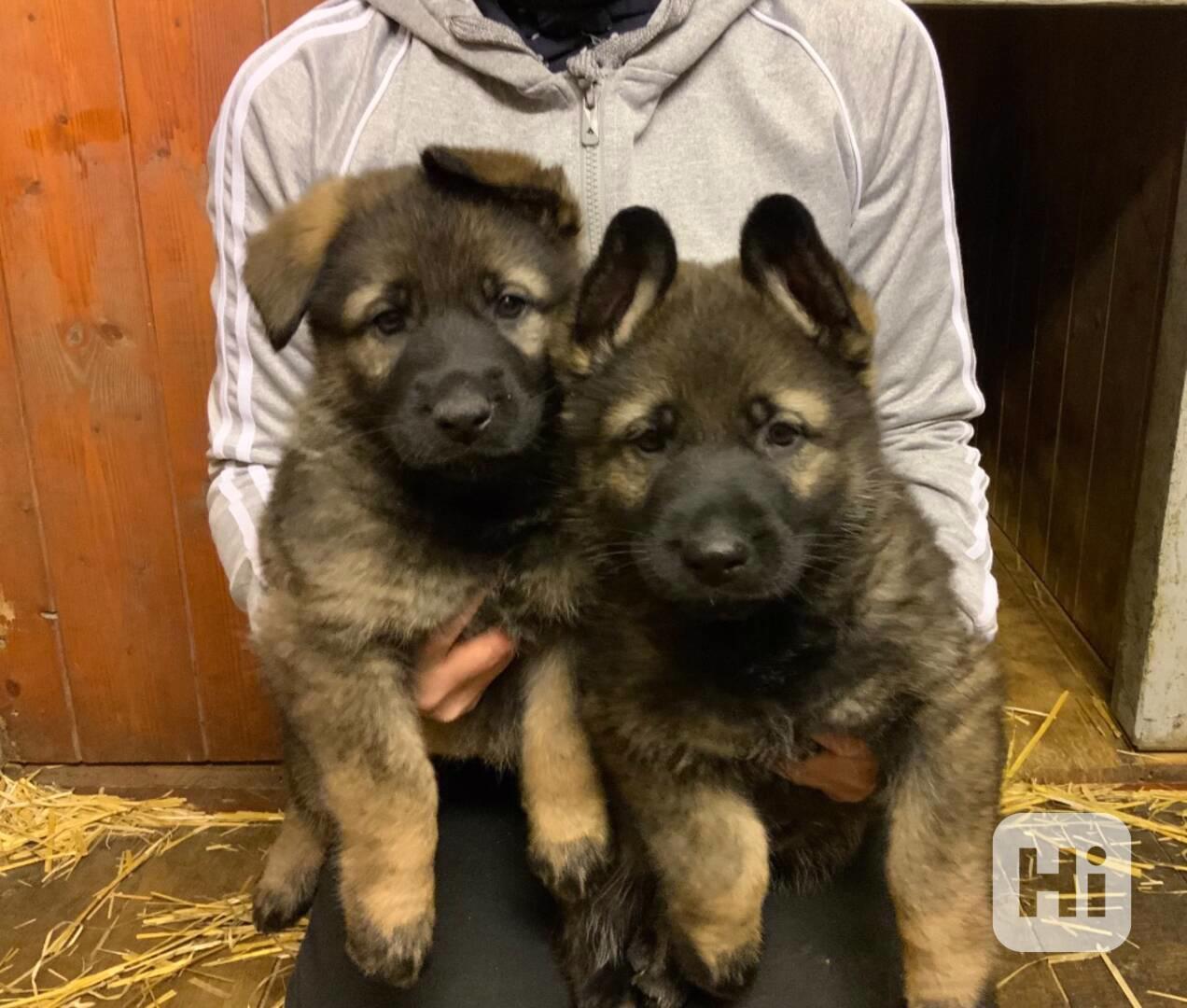 Německý ovčák - štěňata s PP - foto 1