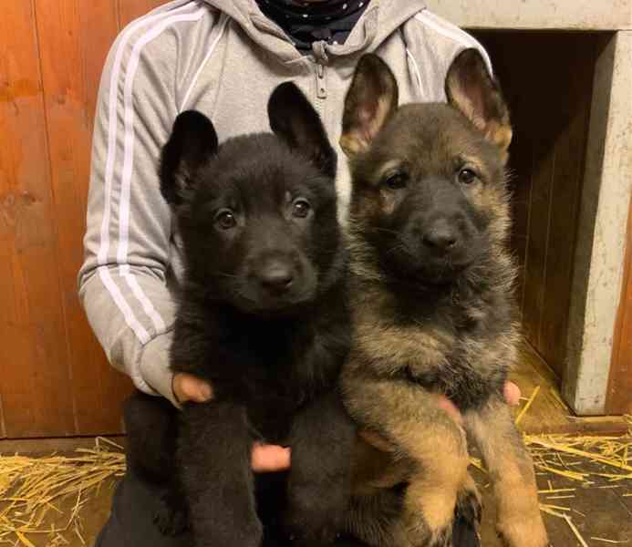 Německý ovčák - štěňata s PP - foto 3