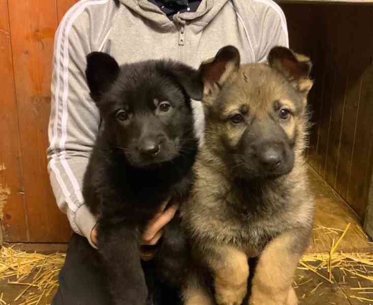 Německý ovčák - štěňata s PP - foto 2