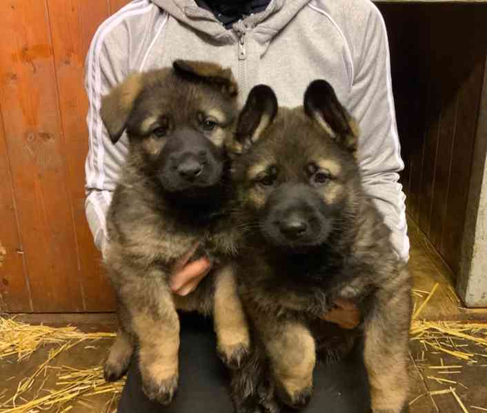 Německý ovčák - štěňata s PP