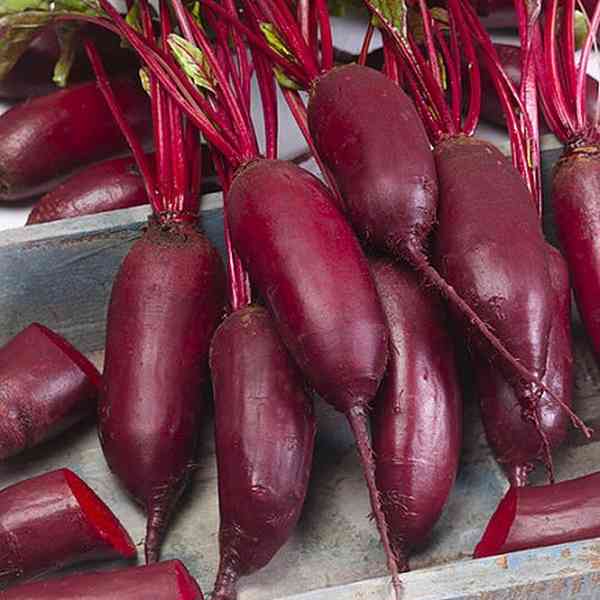 Červená řepa Rywal - semena - foto 1