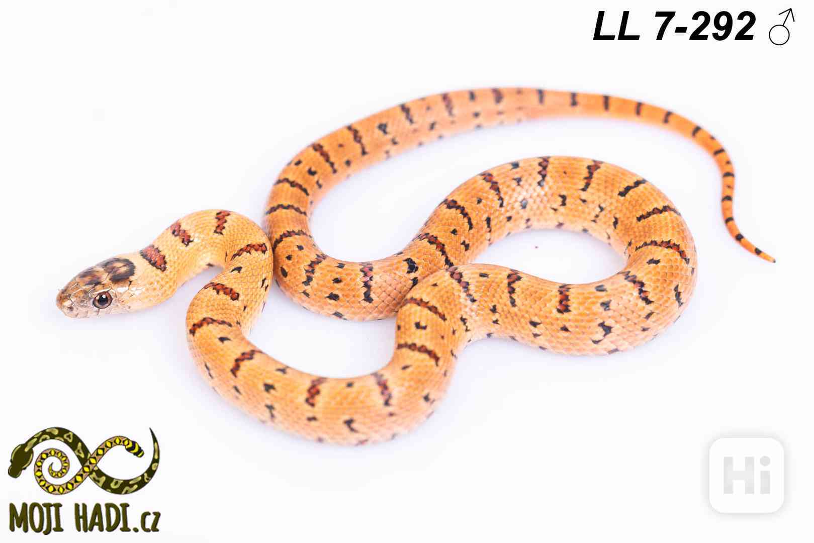Lampropeltis leonis - Korálovka leonis - 2025 - foto 1