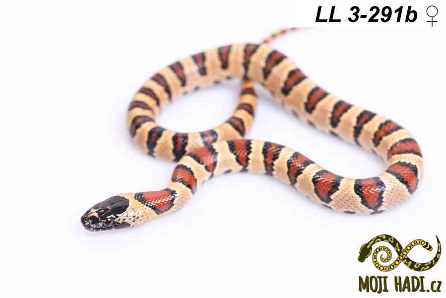 Lampropeltis leonis - Korálovka leonis - 2025 - foto 13