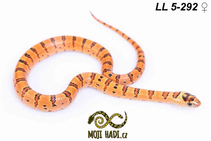 Lampropeltis leonis - Korálovka leonis - 2025 - foto 14