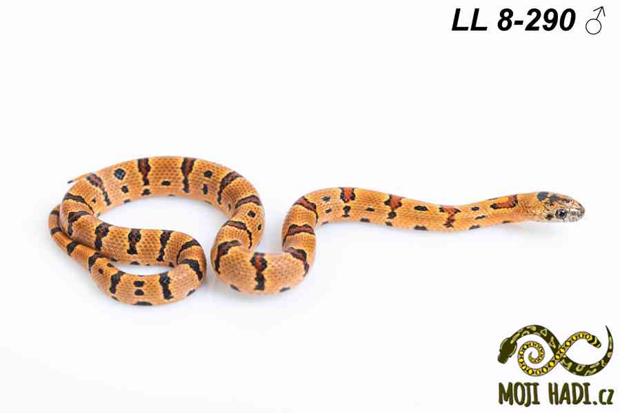 Lampropeltis leonis - Korálovka leonis - 2025 - foto 7