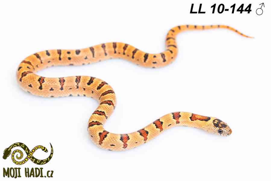 Lampropeltis leonis - Korálovka leonis - 2025 - foto 9