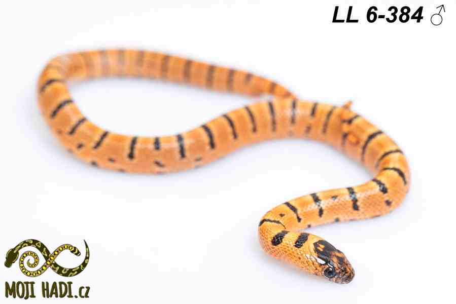 Lampropeltis leonis - Korálovka leonis - 2025 - foto 6