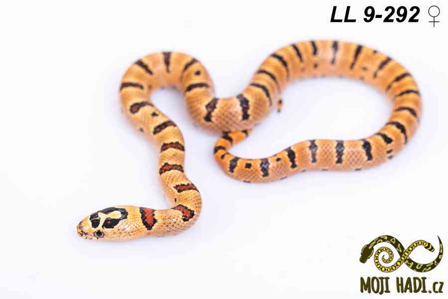 Lampropeltis leonis - Korálovka leonis - 2025 - foto 15