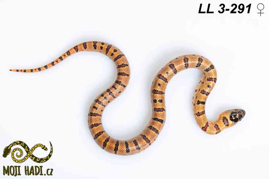 Lampropeltis leonis - Korálovka leonis - 2025 - foto 4
