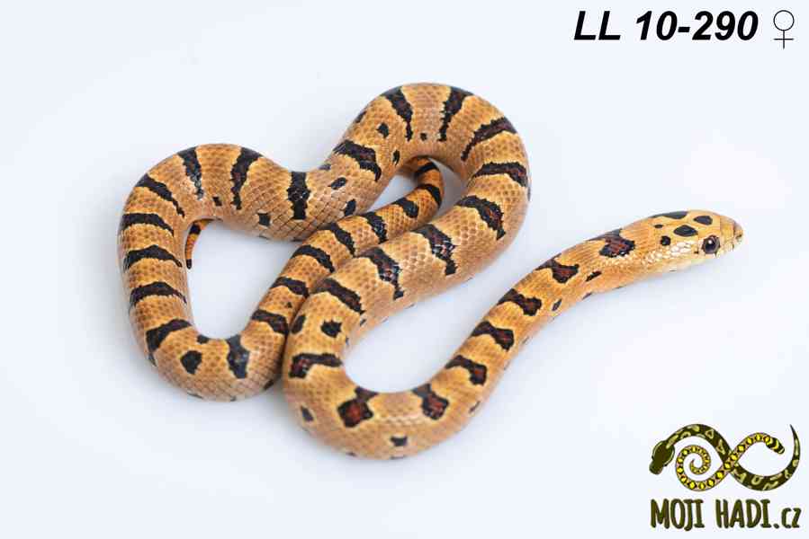 Lampropeltis leonis - Korálovka leonis - 2025 - foto 10