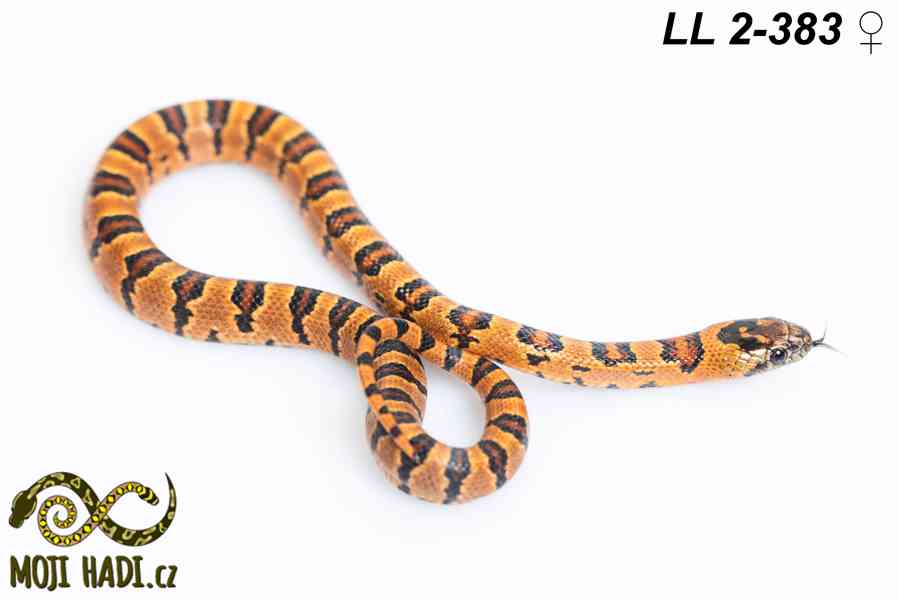 Lampropeltis leonis - Korálovka leonis - 2025 - foto 3
