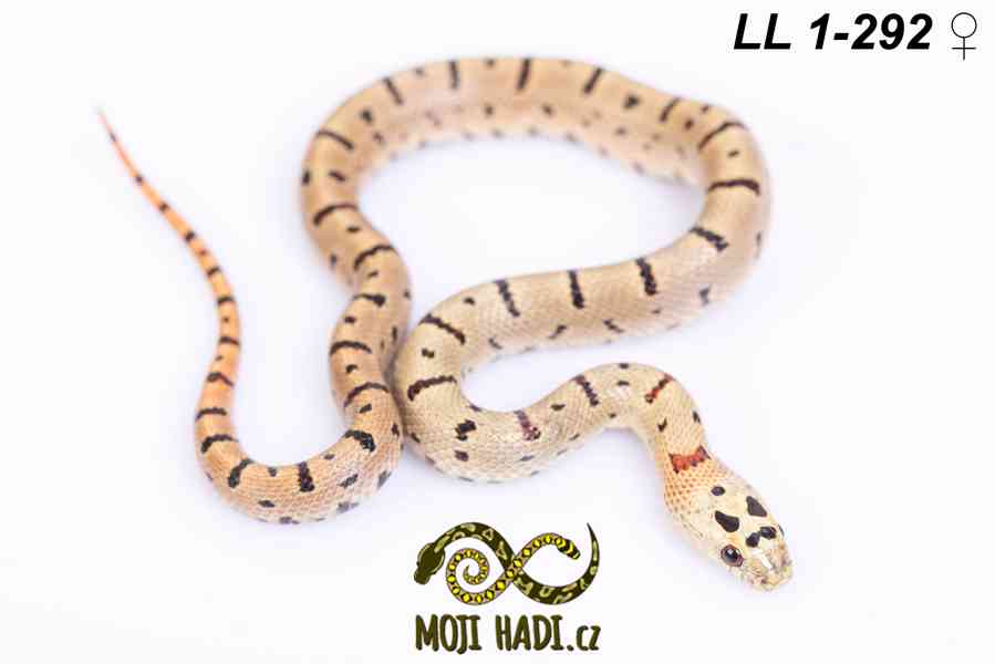 Lampropeltis leonis - Korálovka leonis - 2025 - foto 12