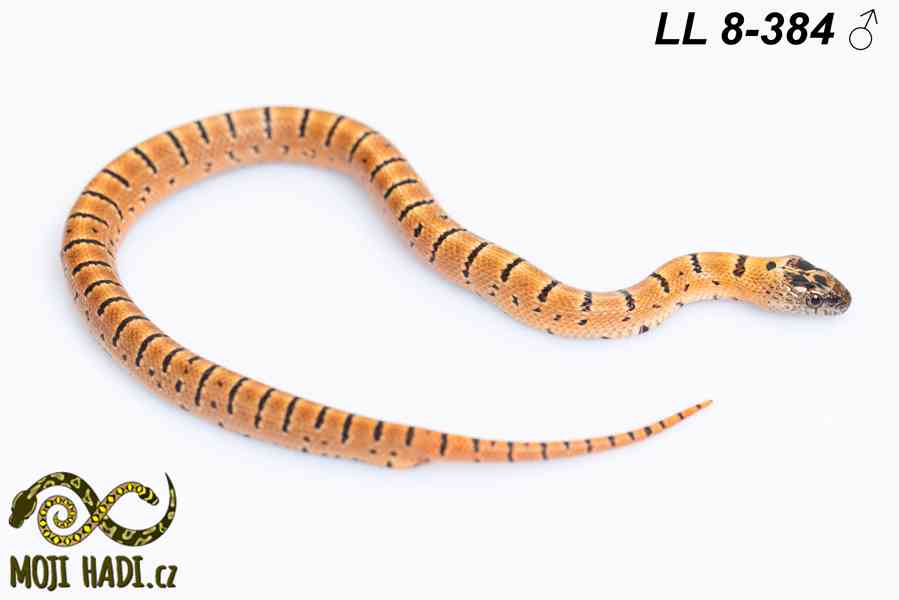 Lampropeltis leonis - Korálovka leonis - 2025 - foto 8