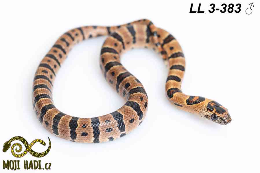 Lampropeltis leonis - Korálovka leonis - 2025 - foto 5