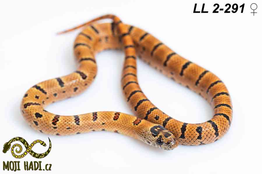 Lampropeltis leonis - Korálovka leonis - 2025 - foto 2