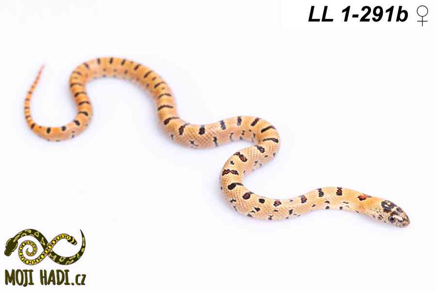 Lampropeltis leonis - Korálovka leonis - 2025 - foto 11