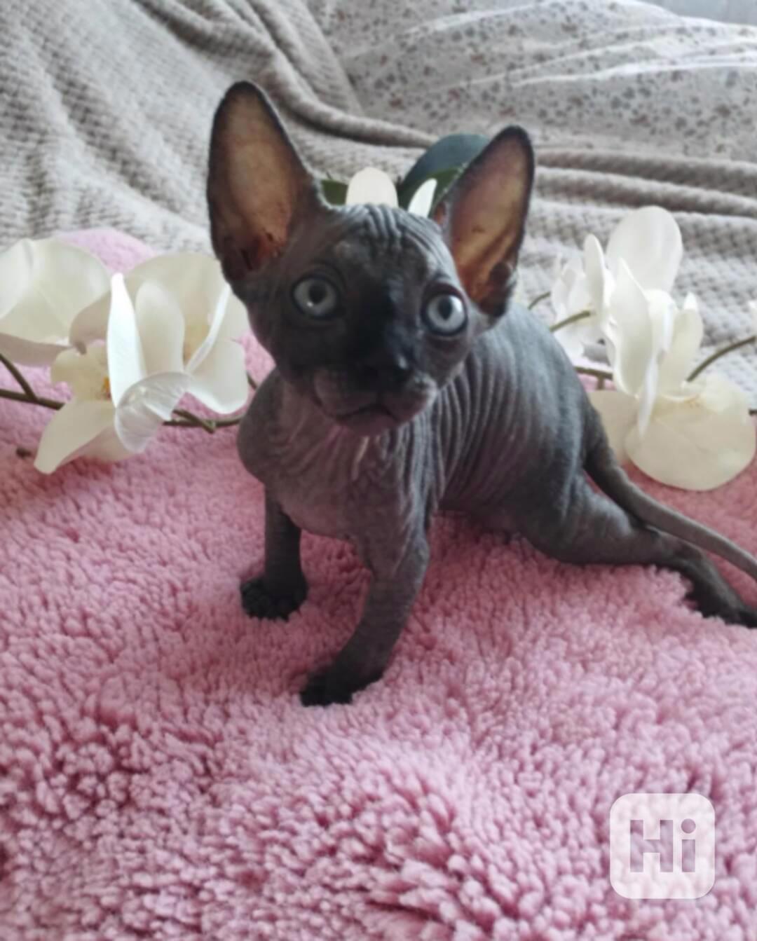 Koťata sphyx k adopci - foto 1