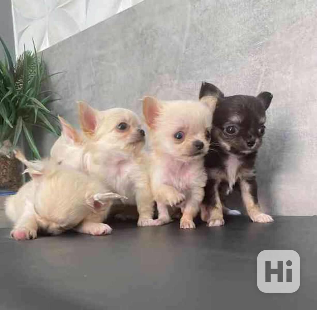 Čivava štěňátko - foto 1