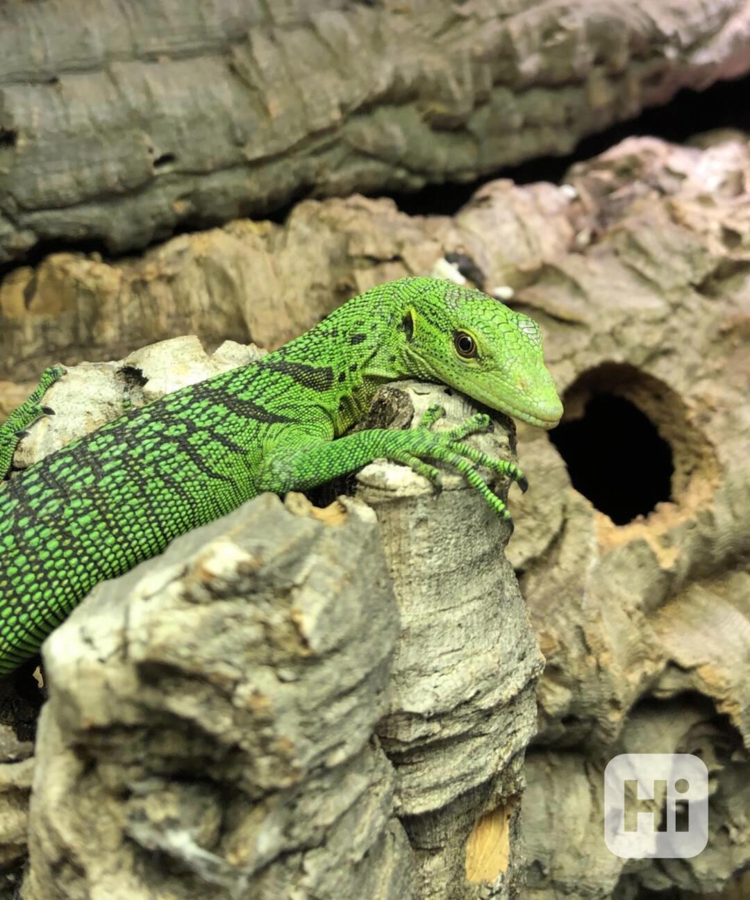 Emerald Tree monitors ( Varanus prasinus) for sale - foto 1