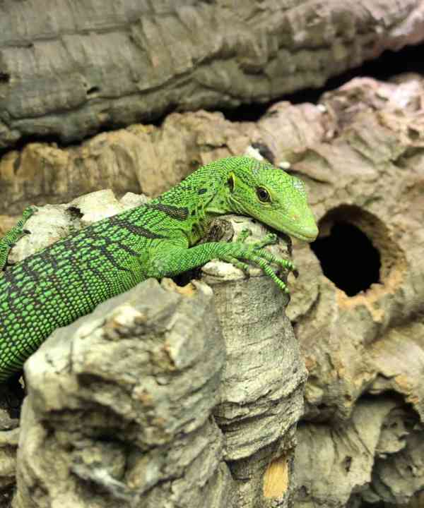 Emerald Tree monitors ( Varanus prasinus) for sale - foto 1