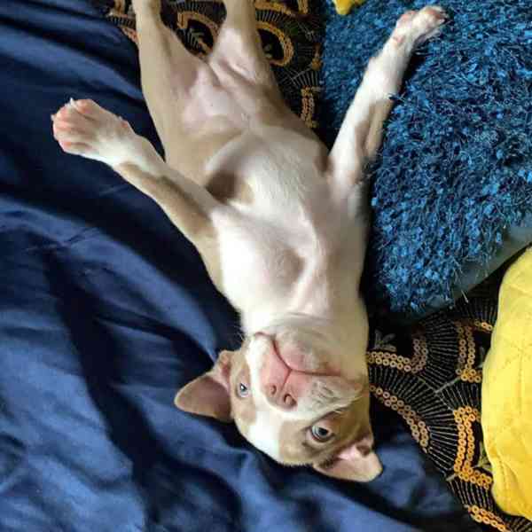 Štěně bostonského teriéra hledá nový domov - foto 10