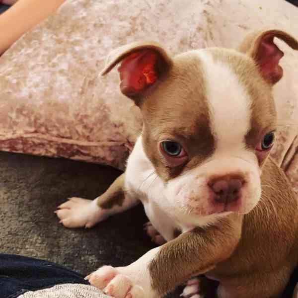 Štěně bostonského teriéra hledá nový domov - foto 9