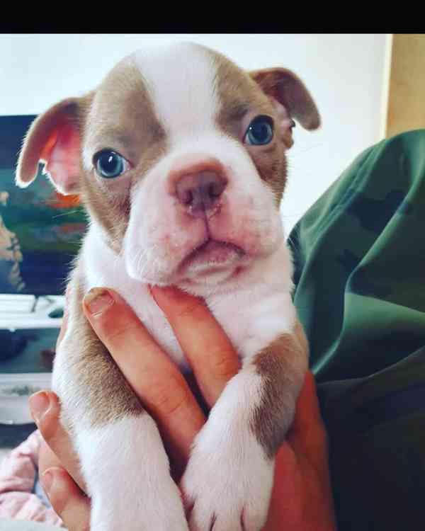 Štěně bostonského teriéra hledá nový domov - foto 2