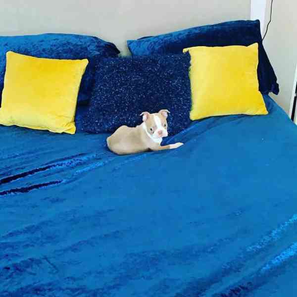 Štěně bostonského teriéra hledá nový domov - foto 6