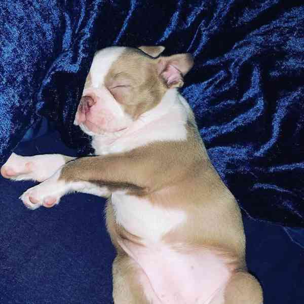 Štěně bostonského teriéra hledá nový domov - foto 7