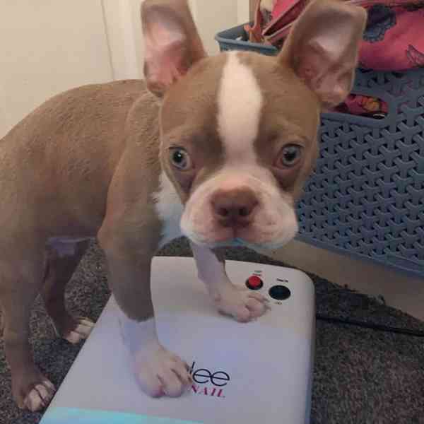 Štěně bostonského teriéra hledá nový domov - foto 11