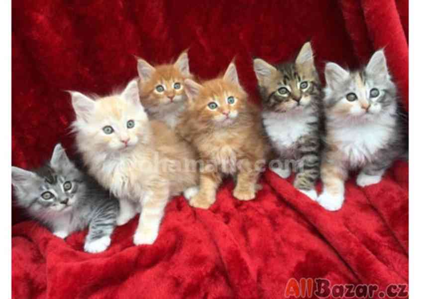 Krásná mainská mývalí koťátka k adopci - foto 1