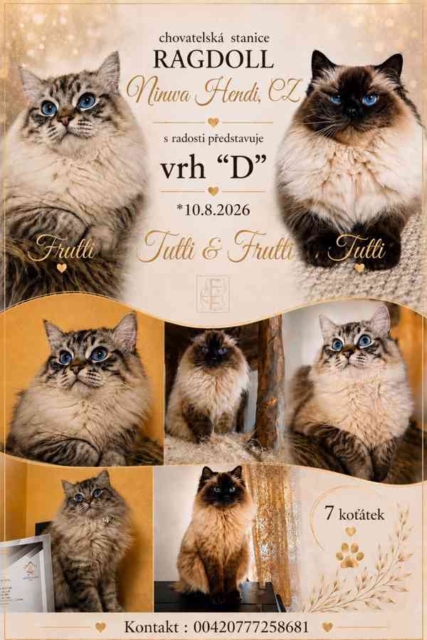 Ragdoll kotě - foto 1